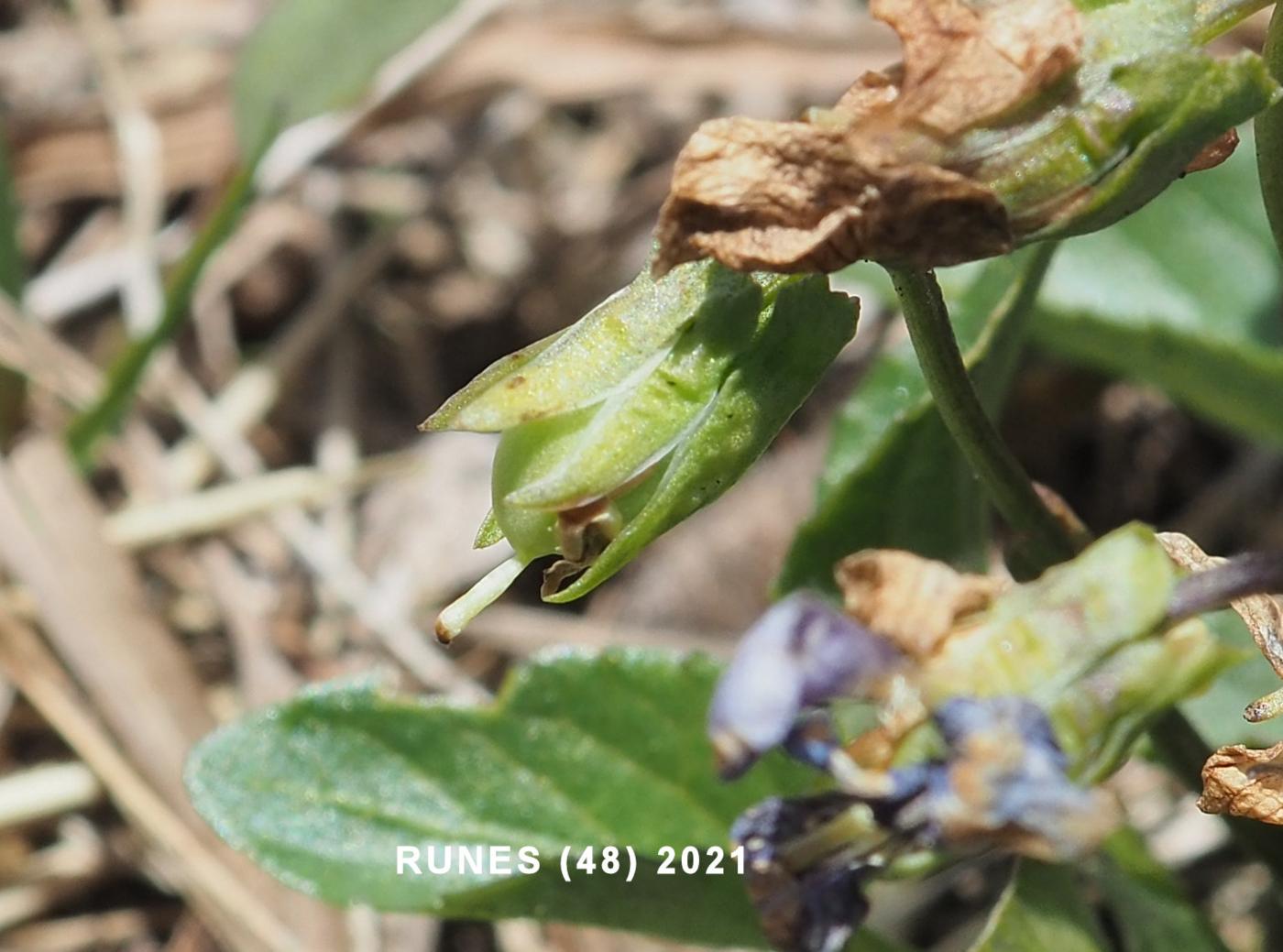 Violet, Heath Dog fruit